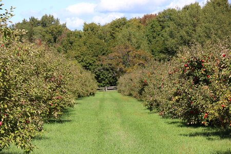 Landscape apples orchard photo