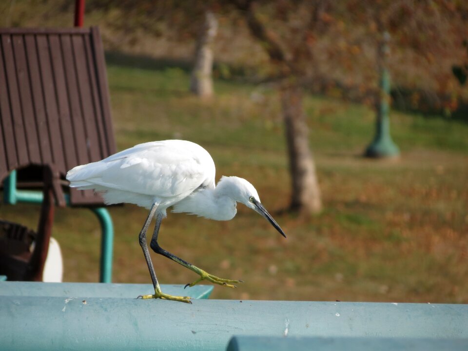 Feathers beak park