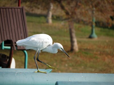 Feathers beak park