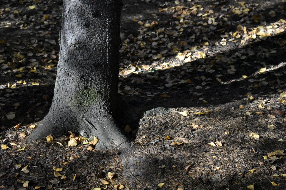 Needle soil fallen photo