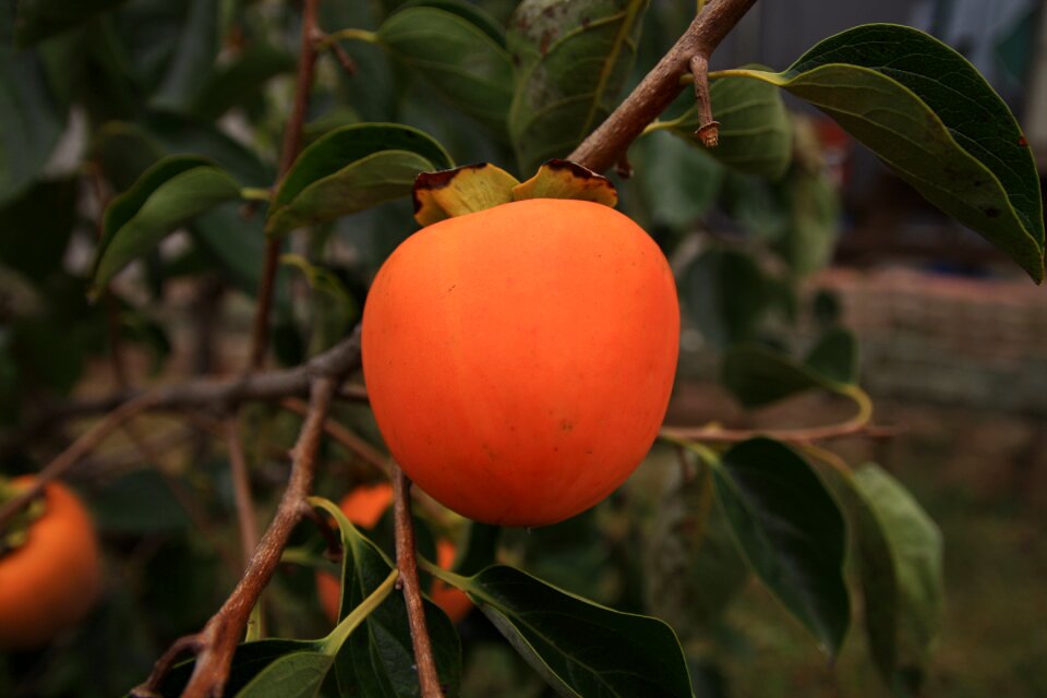 Nature fruit agriculture