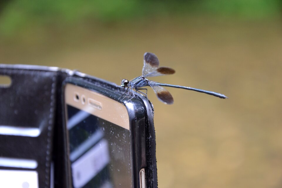 Dragonfly biodiversity insect