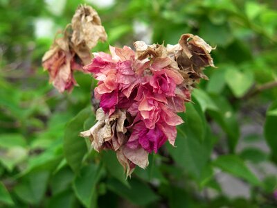 Tree paper flowers dried flower natural photo