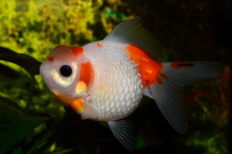 Red fish aquarium carassius auratus photo