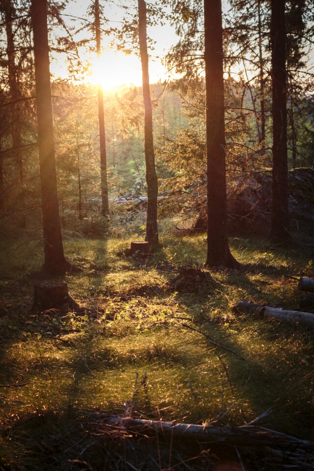 Sunset nature dusk