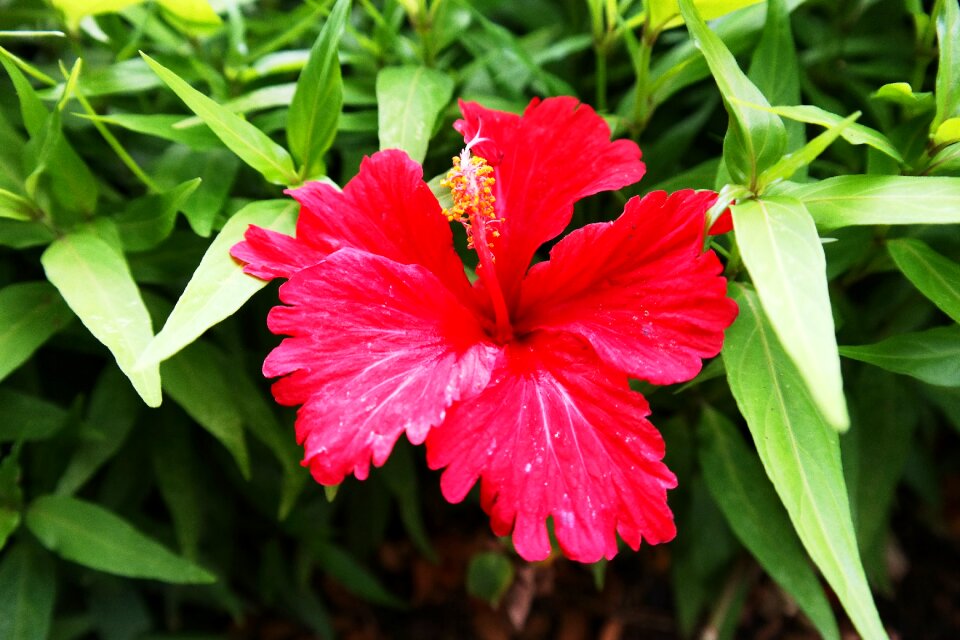 Nature island honolulu