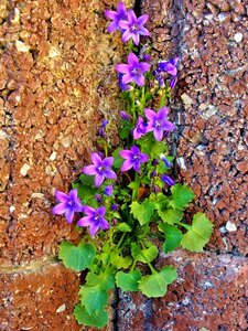 Purple wall garden