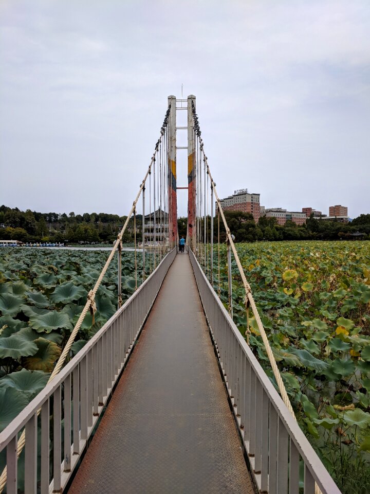 Lotus park