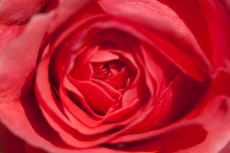 Romantic rose bloom beauty