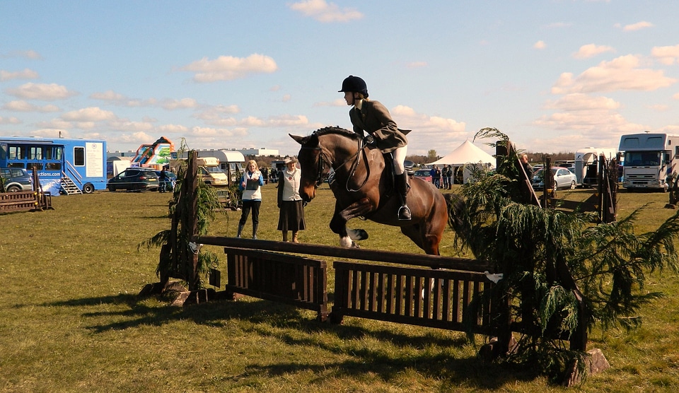 Jumping horses animal photo