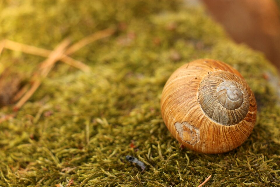 Shell autumn green