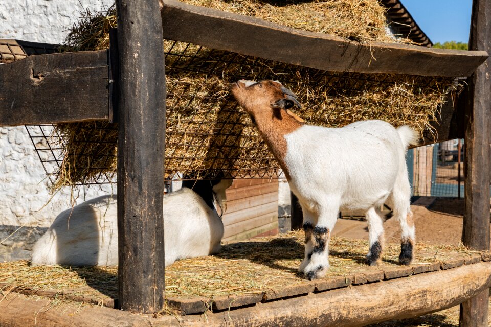 Horns hay petting