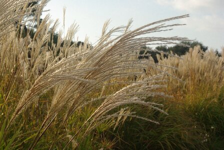 Rushes camargue wet