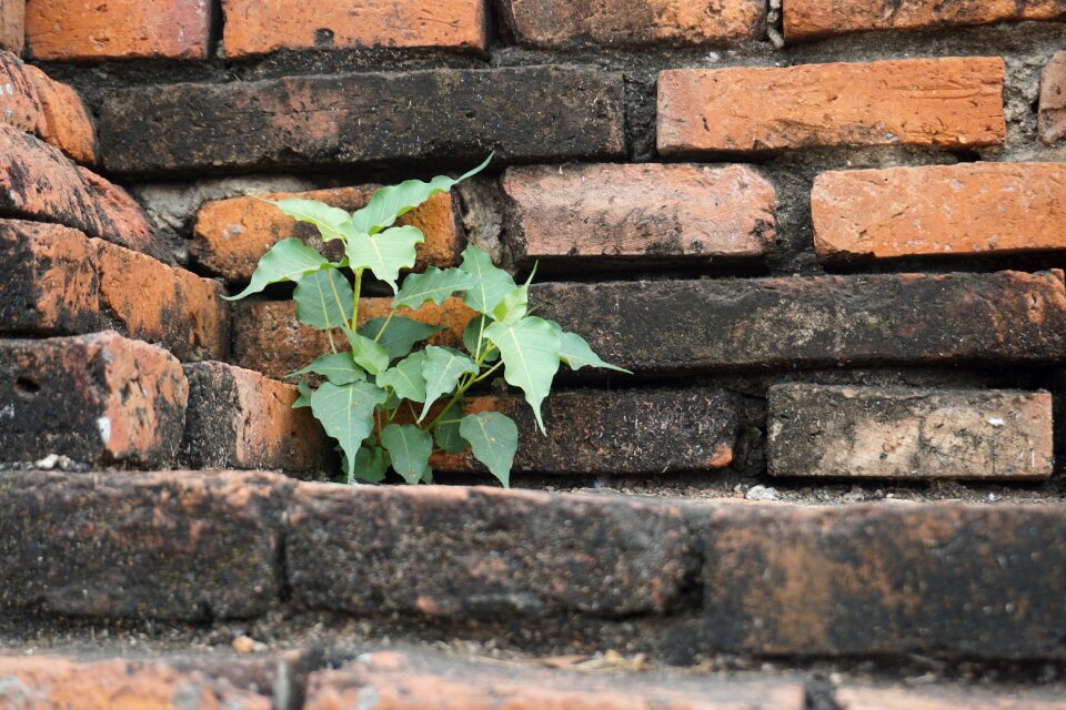 Bricks tree nature