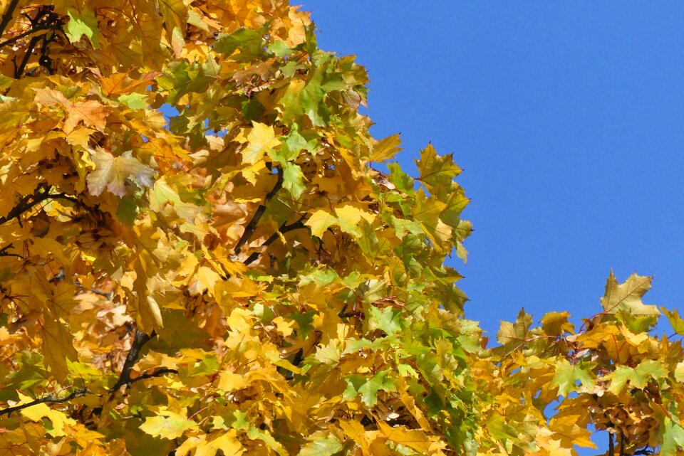 Yellow gold colorful