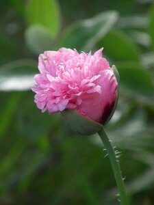 Button hatching garden