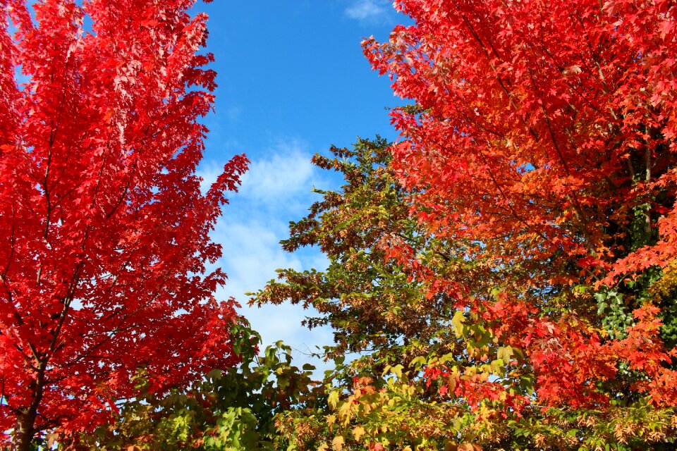 Maple red colorful photo