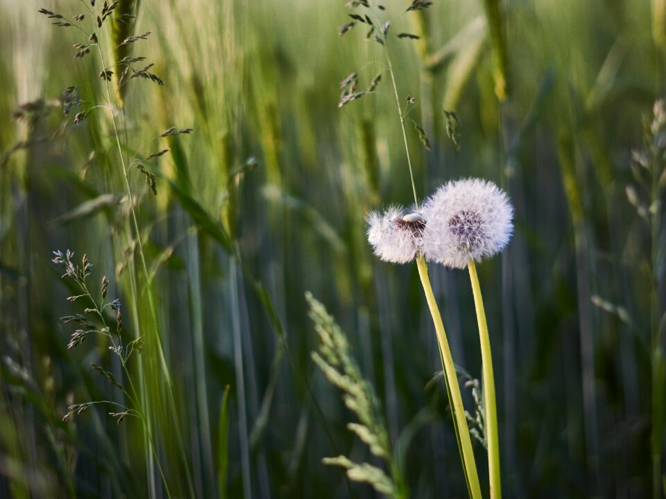 Flower plant nature photo