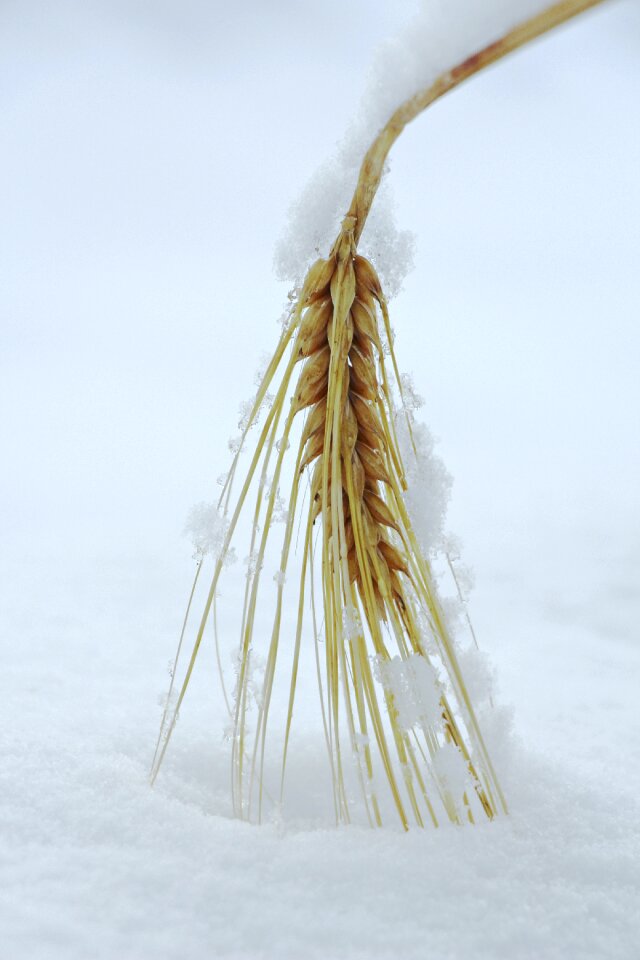 Nature winter rye photo