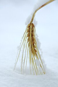 Nature winter rye photo