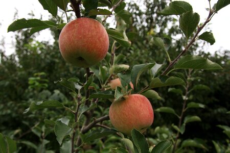 Fruit autumn nature
