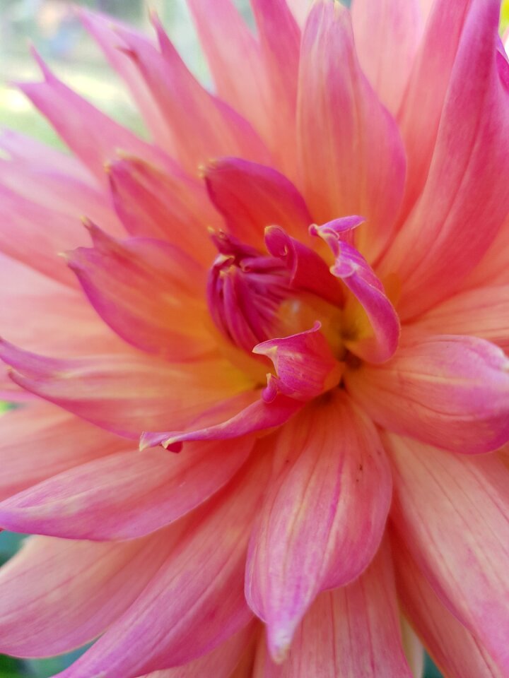 Dahlia pink flowers