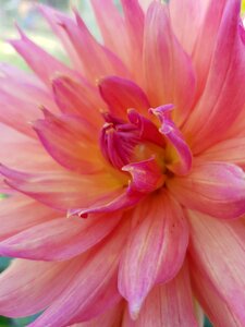 Dahlia pink flowers photo