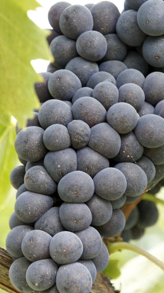 Wine italy tuscany