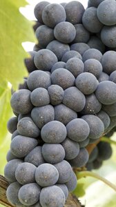 Wine italy tuscany