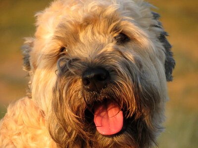 Terrier portrait