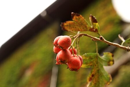 Hawthorn republic of korea red photo