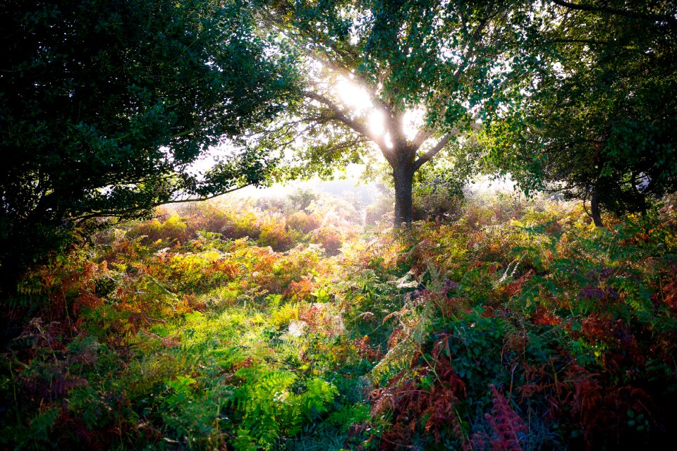 Magic tree sunbeam