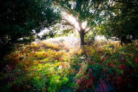 Magic tree sunbeam photo