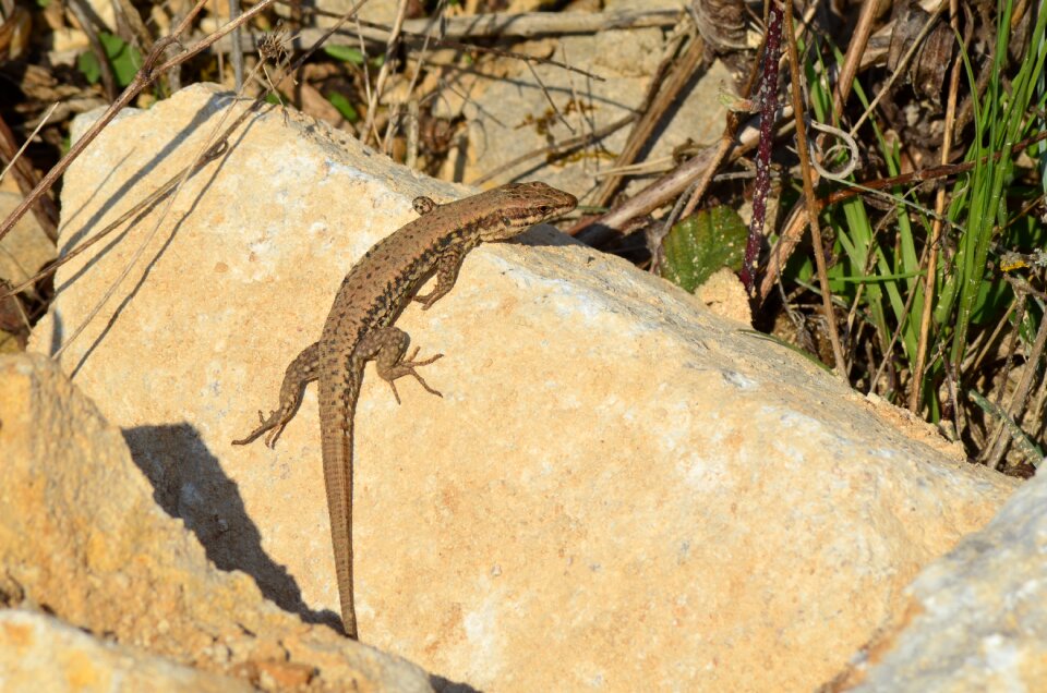 Roche pierre wild