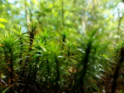 Thorn botanist prickly