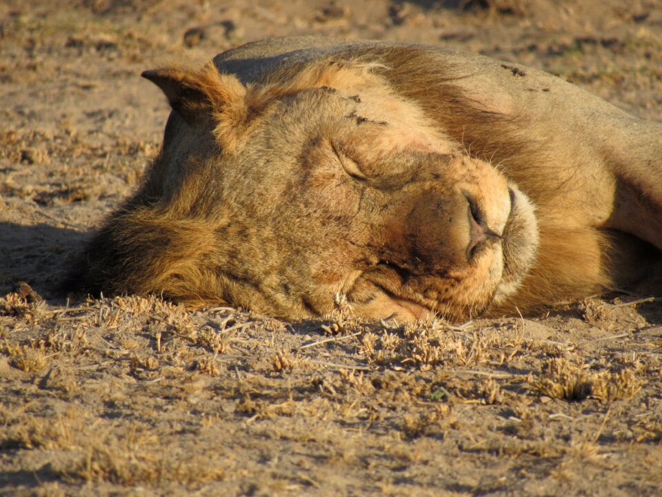 Lion sleep kenya photo