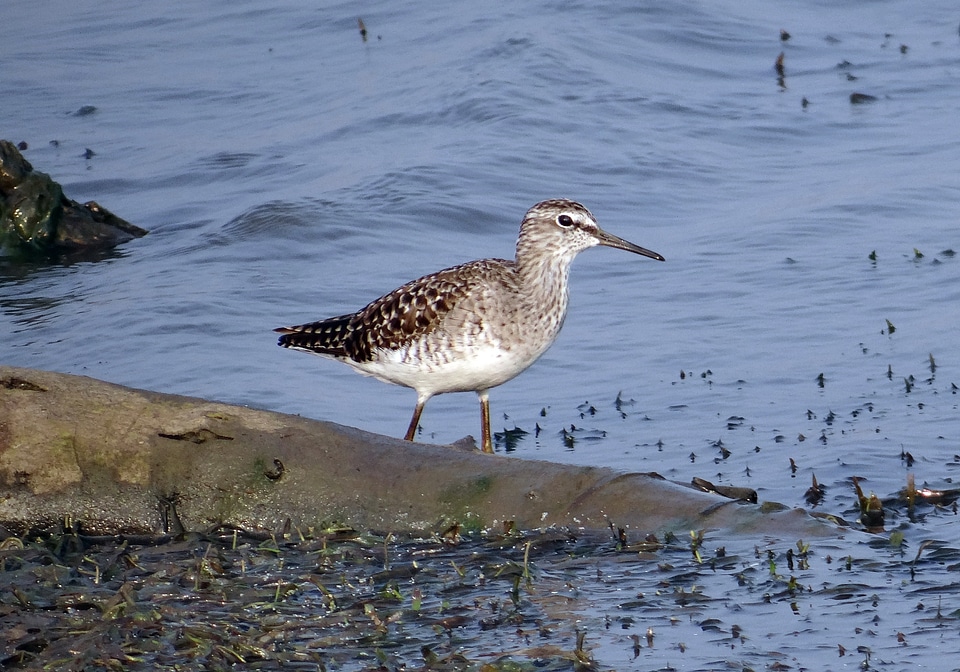 Wader tringa glareola marsh