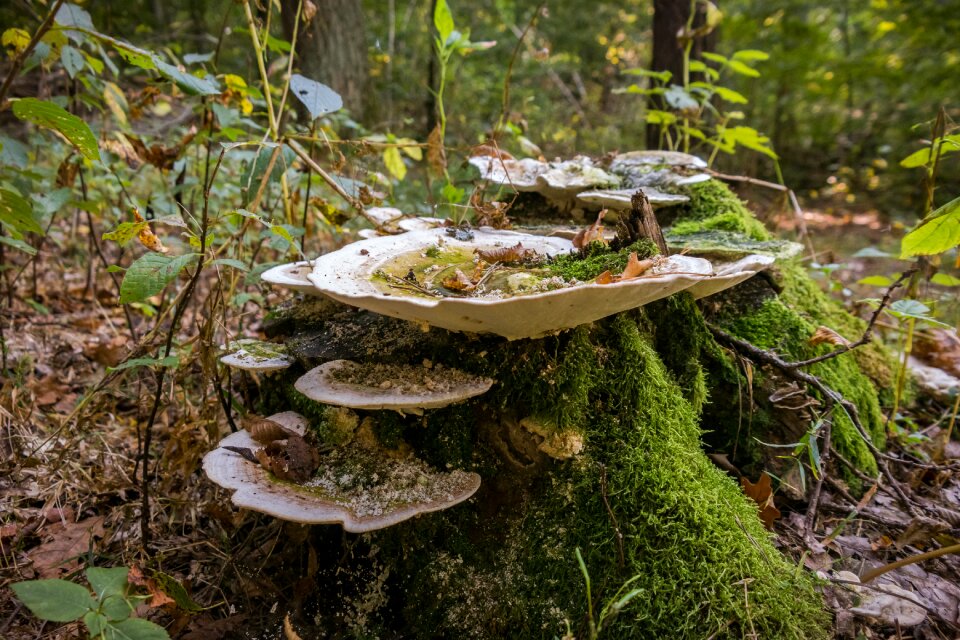 Stump nature summer