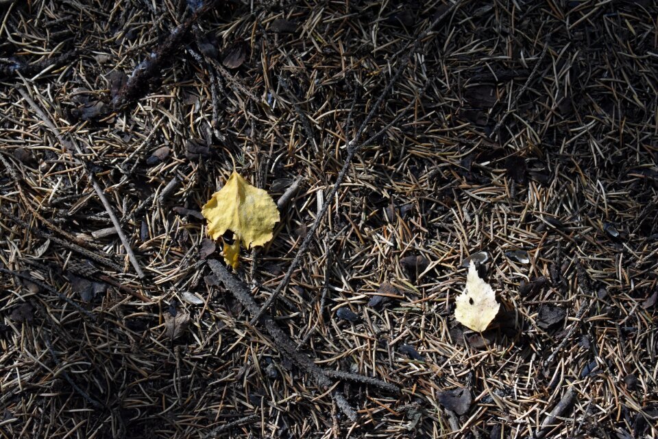 Foliage leaves fallen