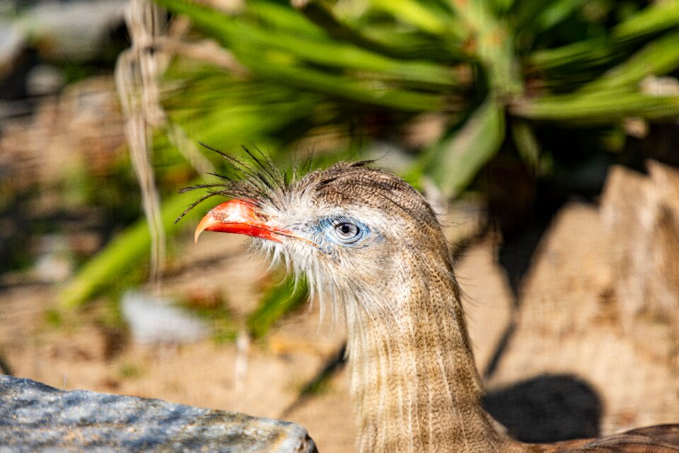 Beak crest feathers