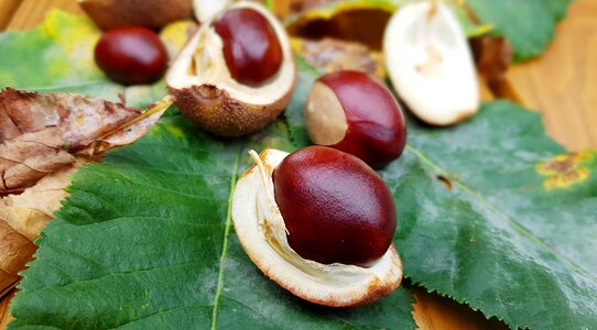 Horse chestnut fruiting bodies leaves