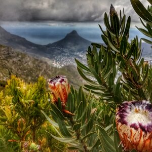 Cape town