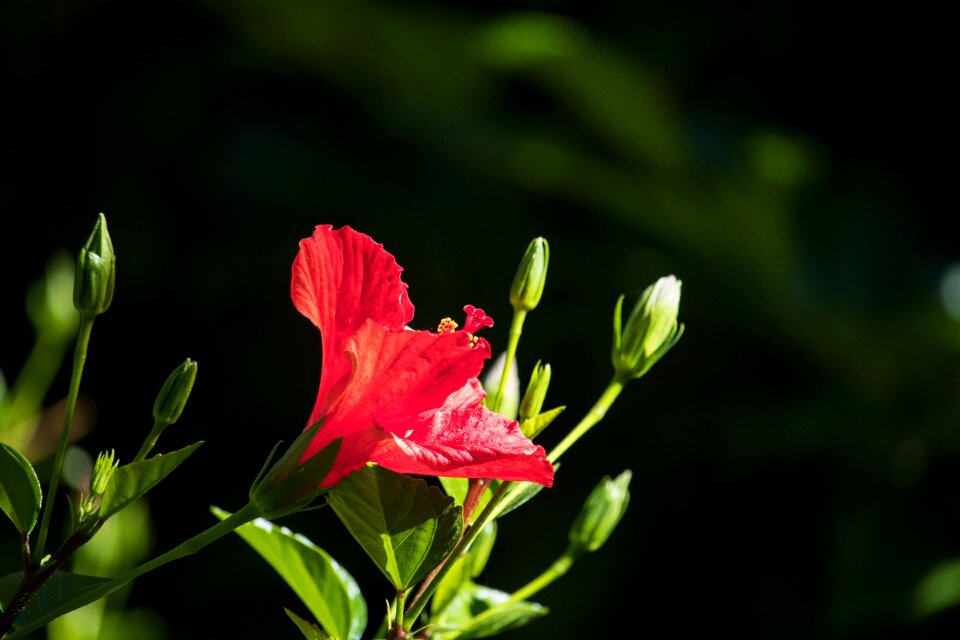 Blossom bloom ornamental plant photo