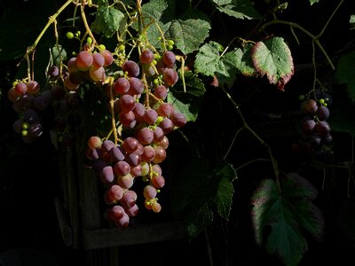 Read winemaker garden grapes
