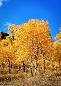 Leaves aspen nature
