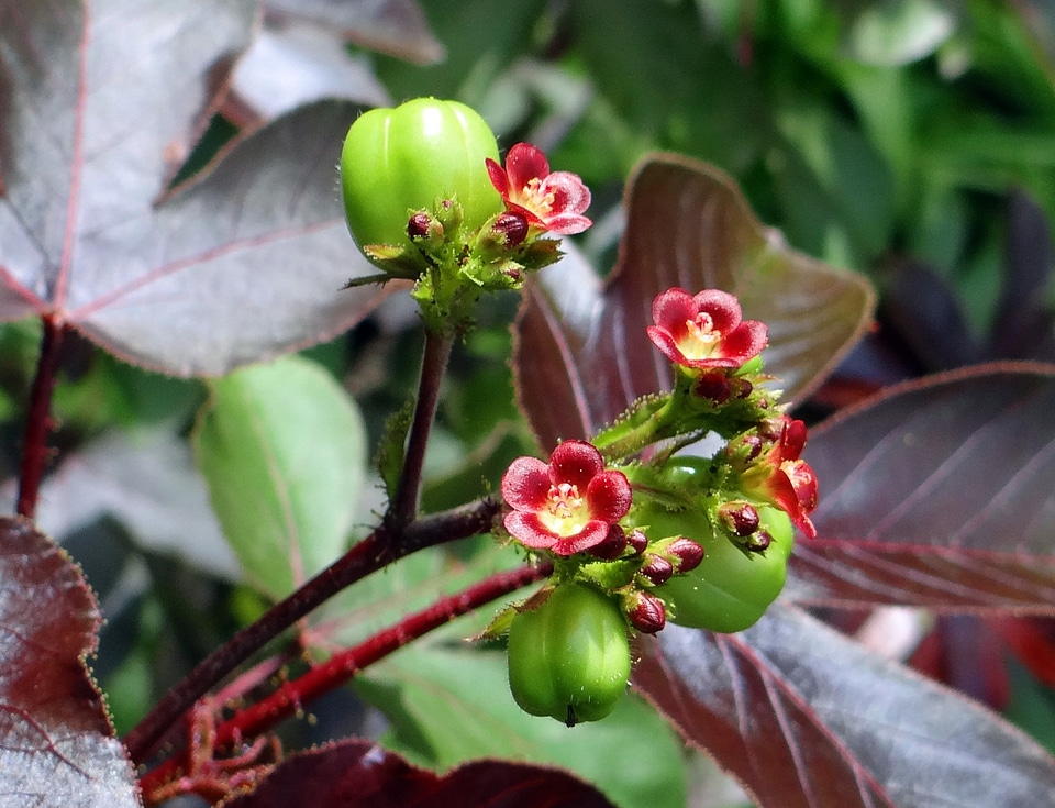 Ratanjoti euphorbiaceae india