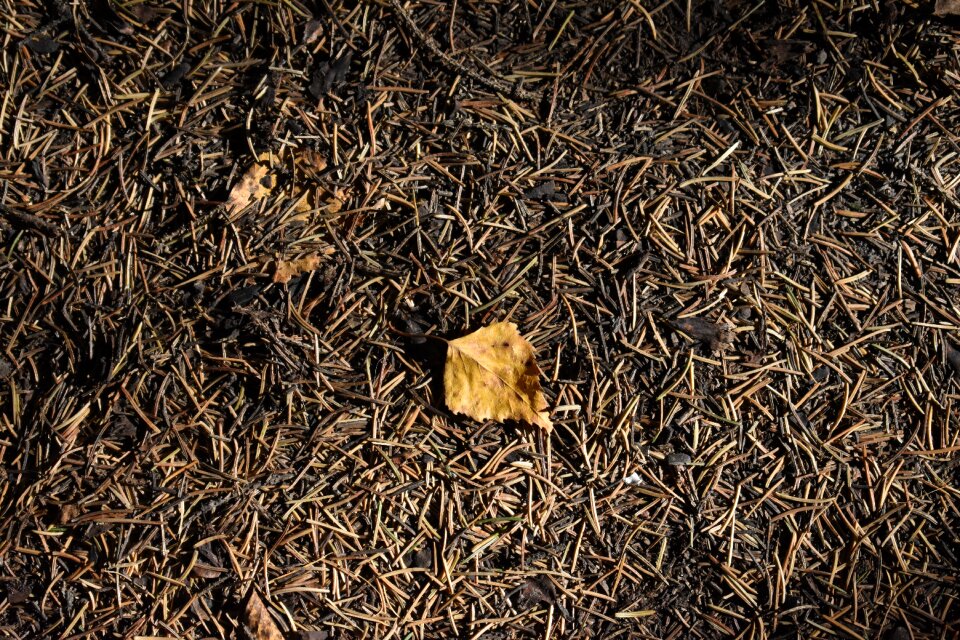 Foliage leaves fallen