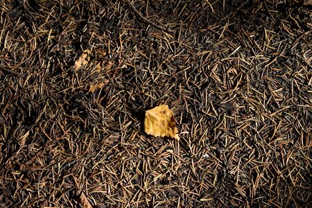 Foliage leaves fallen