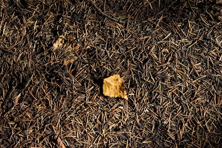 Foliage leaves fallen photo