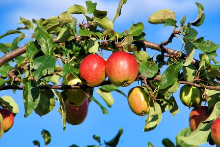 Apple tree nature